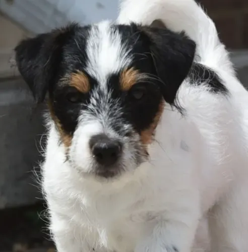 Jack Russell Terrier com Pelagem Quebrada (Broken) - O Equilíbrio Perfeito entre Estilo e 
