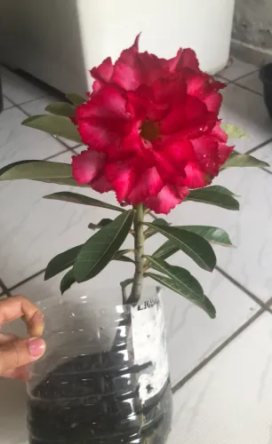 Rosas do deserto 