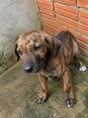Filhote fila brasileiro fêmea 