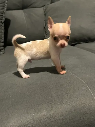 Chihuahua pelo curto disponível (minúsculo)