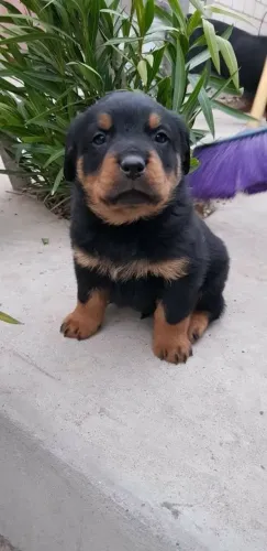 Rottweiler macho disponível
