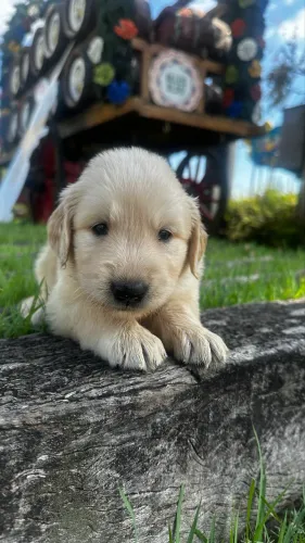 Filhote de Golden Retriever lindo