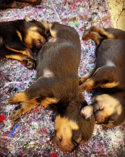 Rottweiler cabeça de touro filhote