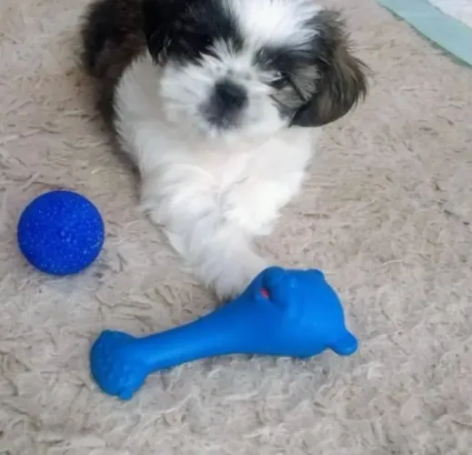 Filhotes de Shih Tzu | Filhotes de cachorro estão sempre prontos para brincar.