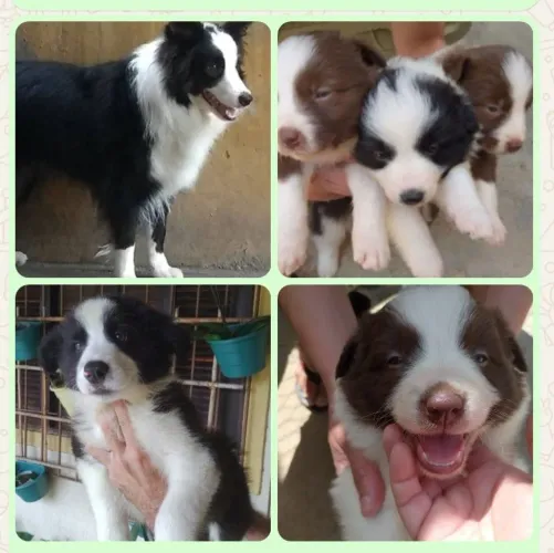BORDER COLLIE POR EXCELÊNCIA