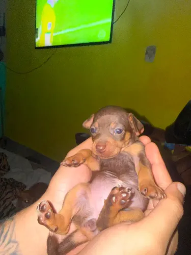 Filhote pinscher fêmea 