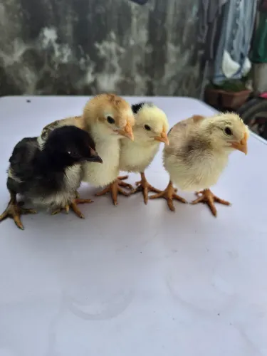 Pintinhos GSB SETANEJO BALÃO