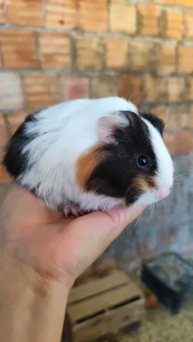 Porquinho da índia 