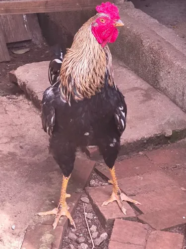 Galo e galinhas caipira