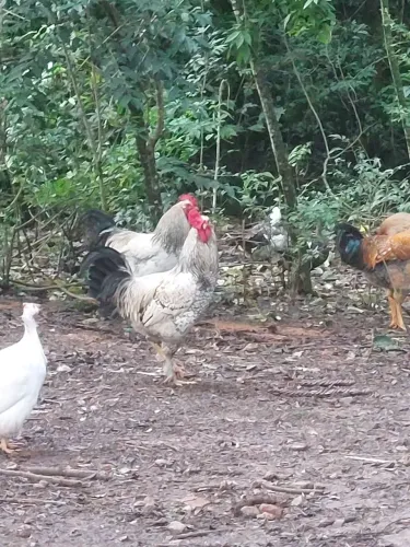 Galos caipiras