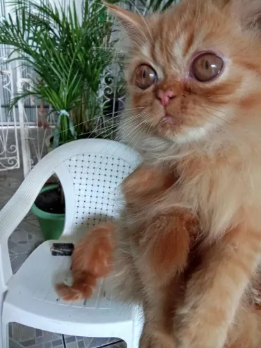 Vendo um filhote de gato persa