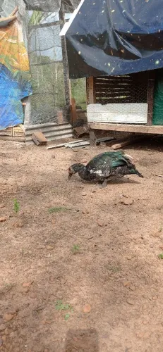 Vendo pato reprodutor gordinho