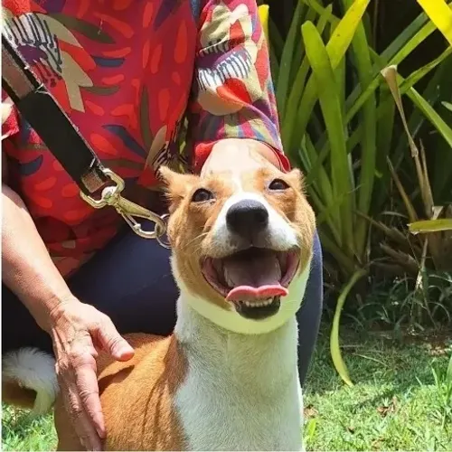 Filhotes de Basenji