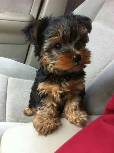 Yorkshire Terrier - Um Presente Que Cresce Junto Com As Lembranças 