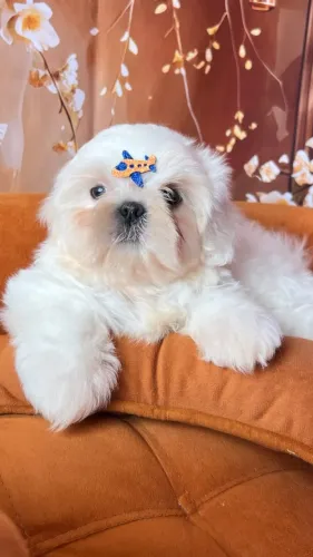 Lindos filhotes de Shih Tzu