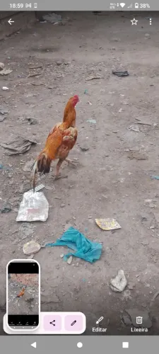 Galo amarelo muito lindo saudável e bem cuidado de raça a raça é iodo
