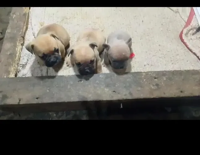 AMERICAN BULLY MICRO 