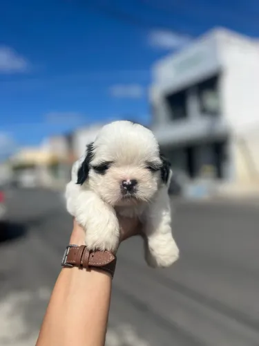 Shihtzu macho