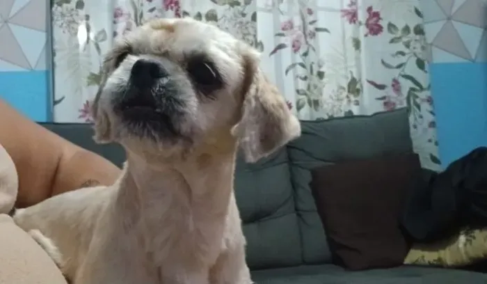 ShihTzu Macho Doação