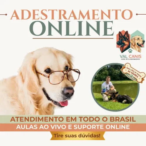 Adestramento Canino Online - Acompanhamento Profissional Individual