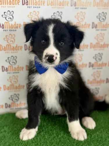 Border Collie macho 