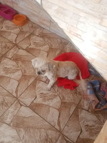 Macho shih tzu