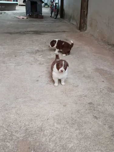Vendo filhotes border collie