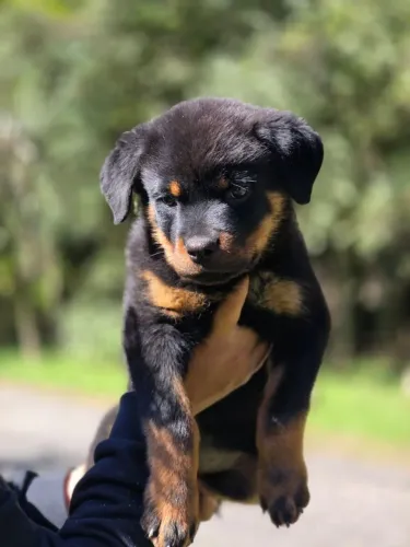 Vende filhotes de Rottweiler 