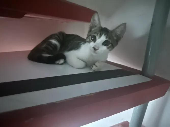 Gato para Doação