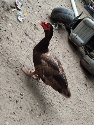 Vendo patos