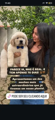 Golden Retriever macho padrão CBKC