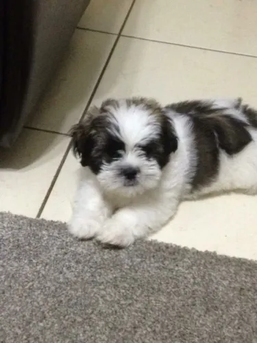 Filhotes de Shih Tzu | fofos e cheios de alegria