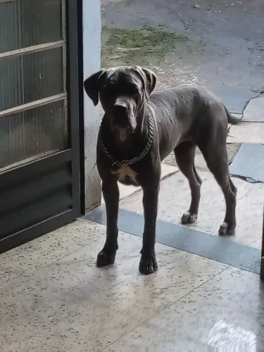 Cane corso femea de dois anos ja no cio cachorra com pedigree