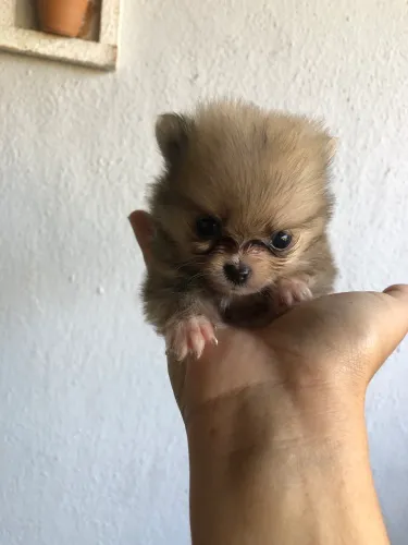 Vendo filhote de Lulu da Pomerania 