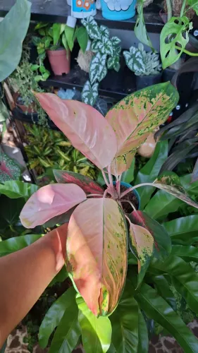 Planta aglaonemas