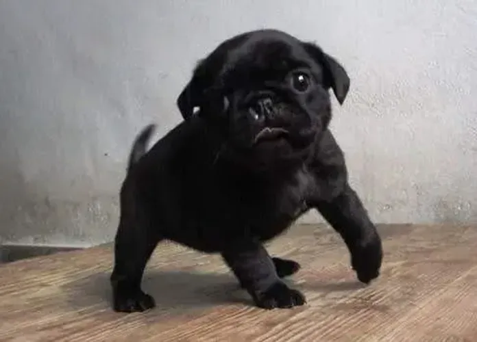 Pug Surpreenda sua mãe com um companheiro para toda vida