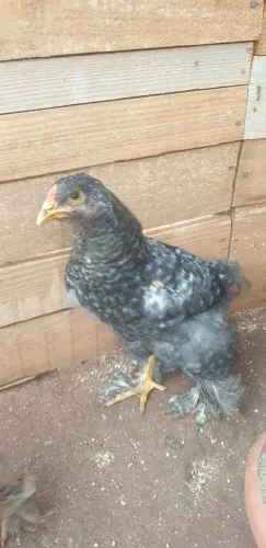 Frangos da raça brahma, com 2 meses de idade.