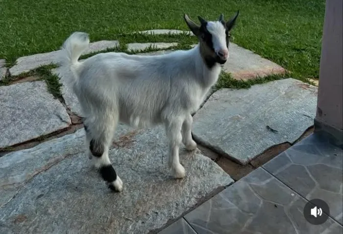 Mini cabra macho 