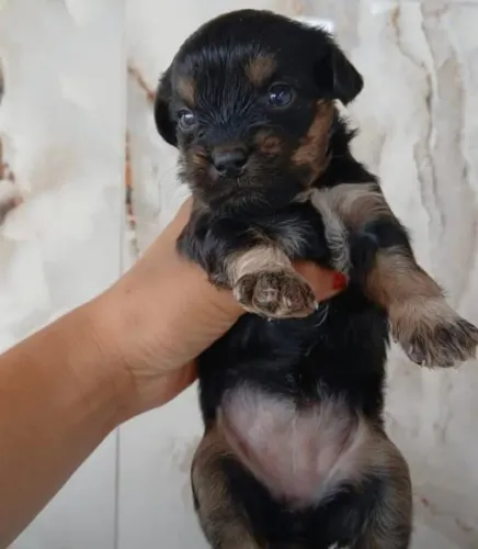 yorkshire com chihuahua 