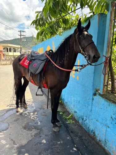 Cavalo manga larga