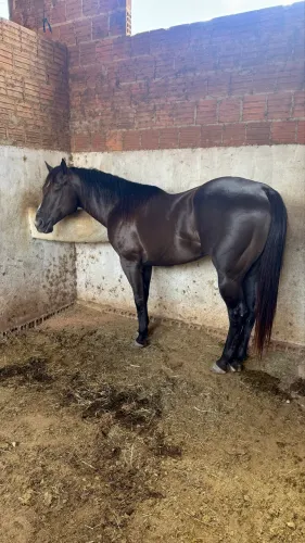 Potro Puro Qm 5 anos