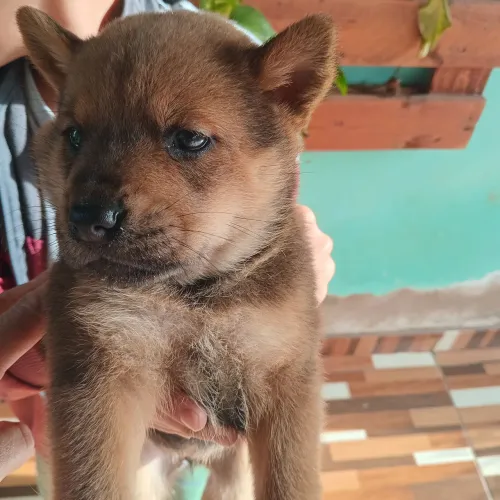  cachorra fêmea chow chow 