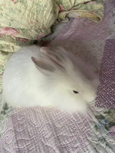 Vendo coelho branco 