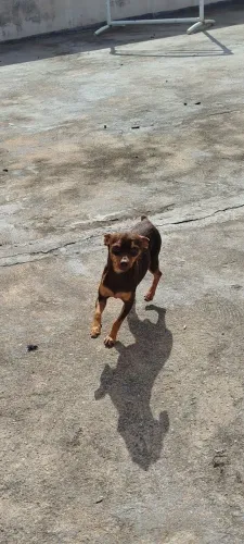 Pincher número 1