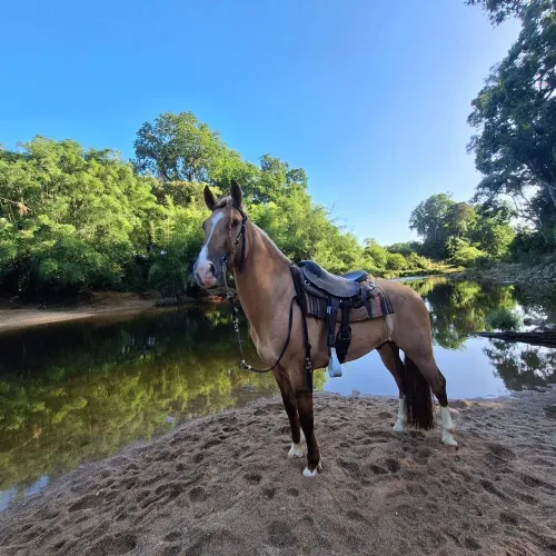 Cavalo Crioulo Chileno Puro - Jurado