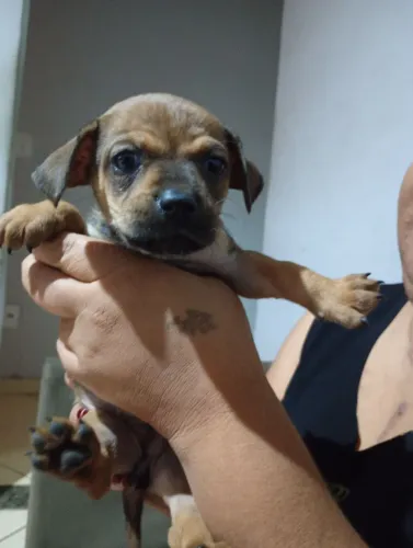 Adote. Transforme uma vida e ganhe um amor para sempre ?* 