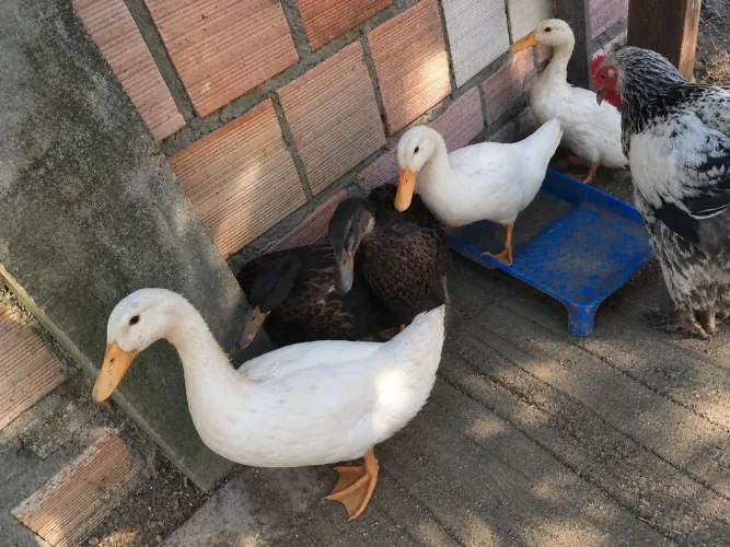 marrecos não troco por galinhas ou galo