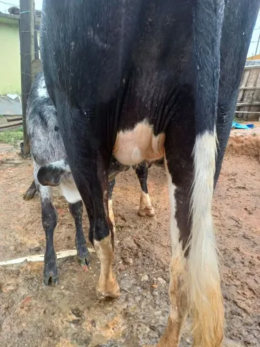 Gado de leite