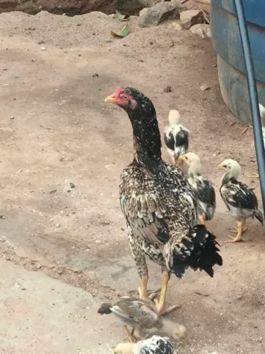 Vendo galinha índia
