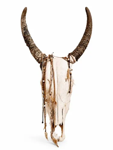 Caveira de Boi Decoracao (Cabeca de boi)